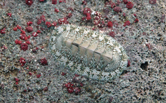  Chiton tuberculatus (West Indian Green Chiton)